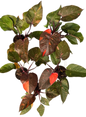 Philodendron Orange Princess Variegated Set of 10 Plants