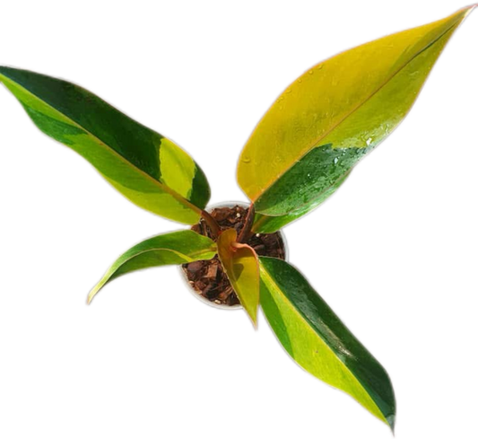 Philodendron Firebird Variegated