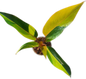 Philodendron Firebird Variegated