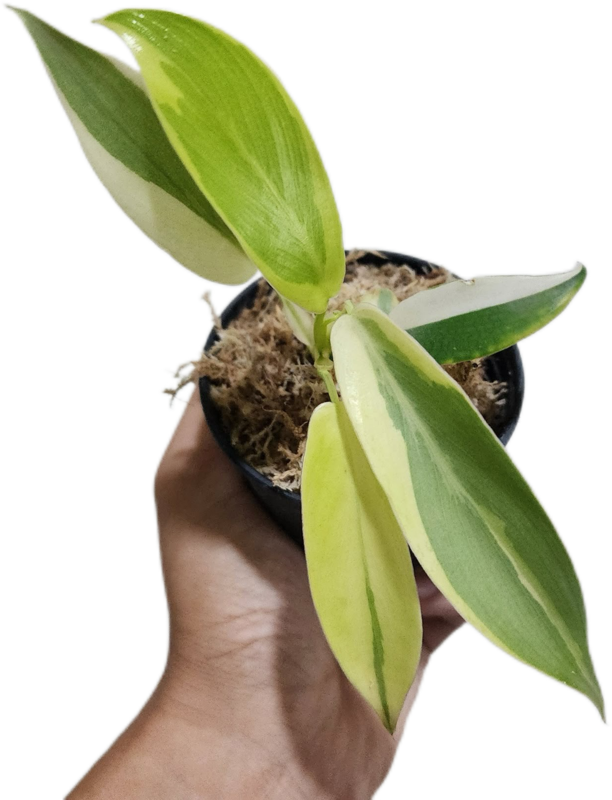 Philodendron Longilobatum ‘Lelano Miyano’ Variegated