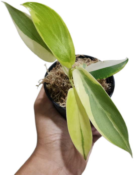 Philodendron Longilobatum ‘Lelano Miyano’ Variegated