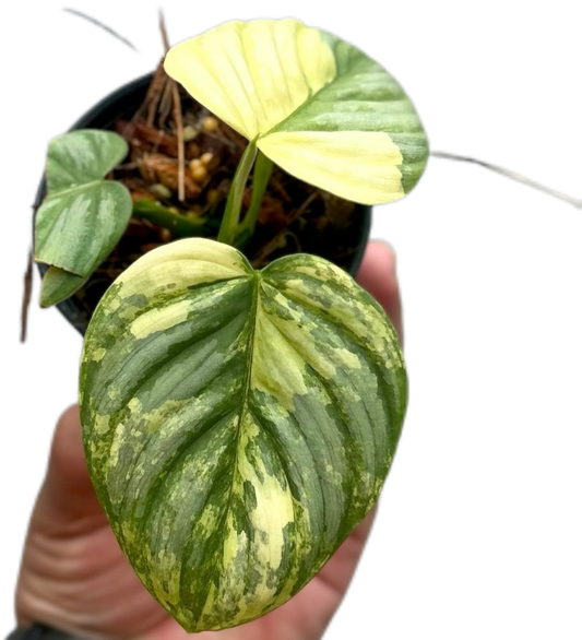 Philodendron Brandtianum Variegated
