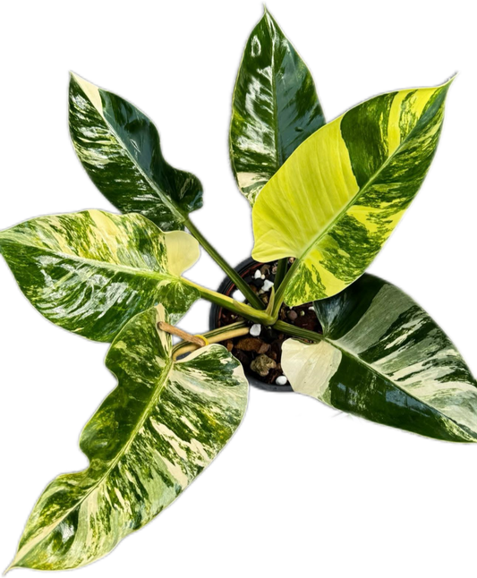 Philodendron Green Congo Variegated (Regular) Big