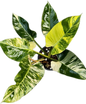 Philodendron Green Congo Variegated (Regular) Big