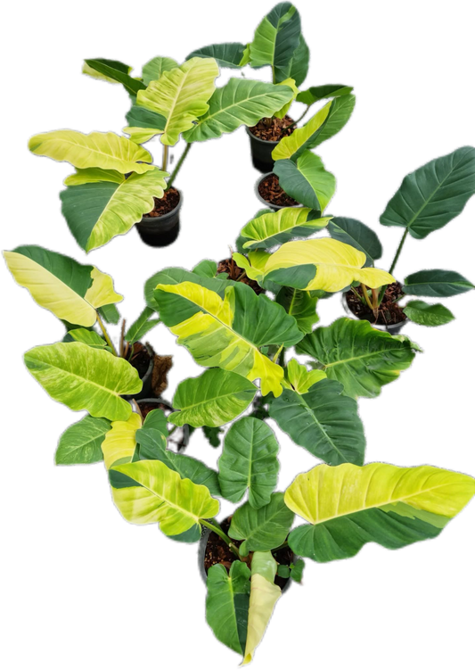 Philodendron Jungle Fever Variegated