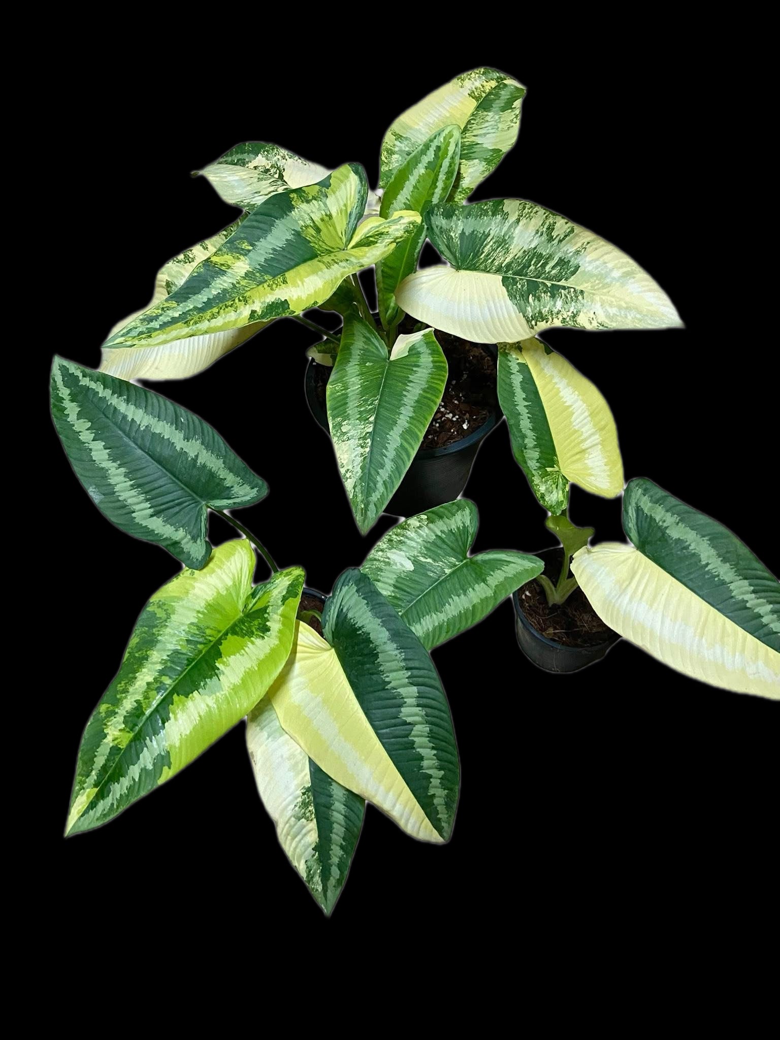 Homalomena Schismatoglottis Variegated – Set of 5 – FloristaPearl
