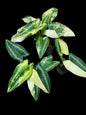 Homalomena Schismatoglottis Wallichii Variegated Wholesale Set of 5 Plants