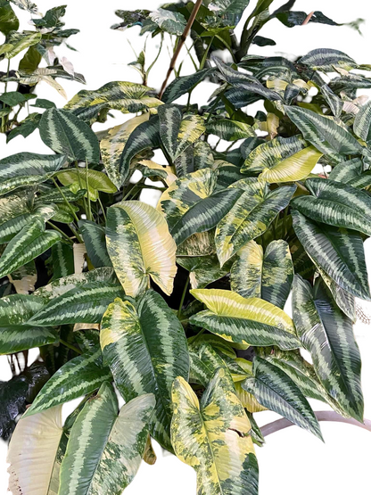 Homalomena Schismatoglottis Wallichii Variegated Wholesale Set of 5 Plants
