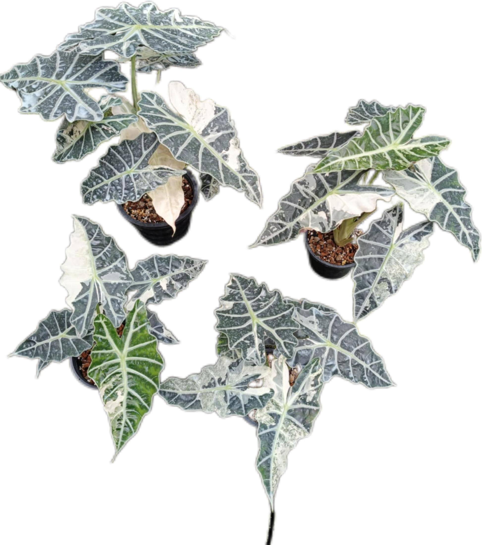 Alocasia Amazonica Variegated (Big Size)