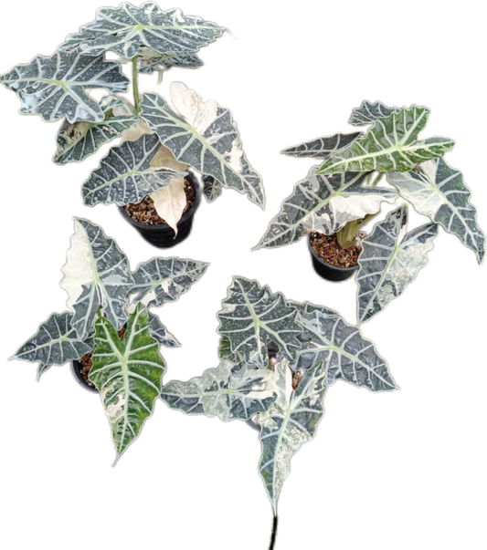 Alocasia Amazonica Variegated (Big Size)
