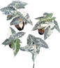 Alocasia Amazonica Variegated (Big Size)