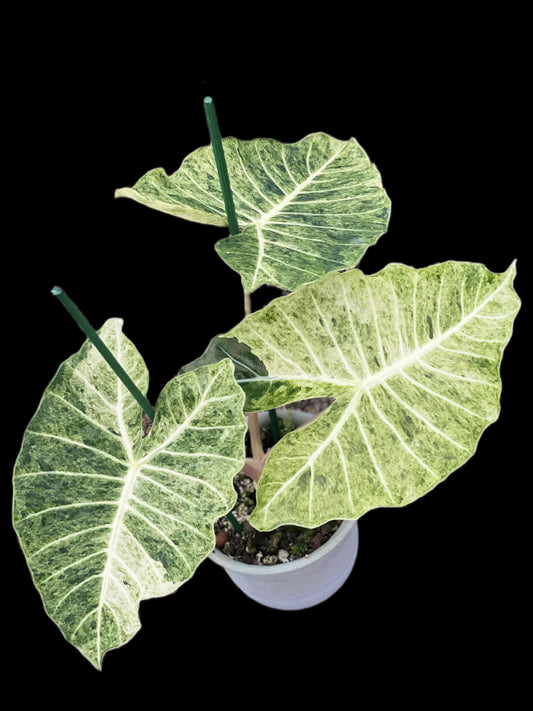 Alocasia sp. NOID “Satun Variegated” — Discovered in Satun, Thailand