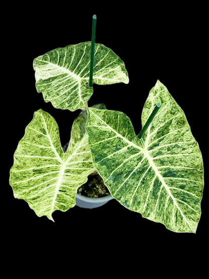 Alocasia sp. NOID “Satun Variegated” — Discovered in Satun, Thailand