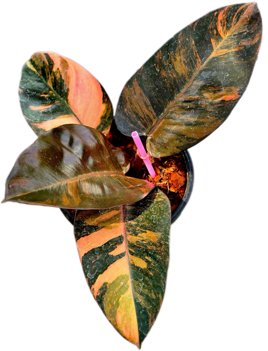Philodendron Black cardinal variegated #1
