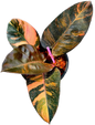 Philodendron Black cardinal variegated #1