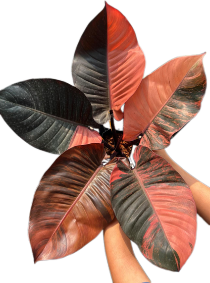 Philodendron Black cardinal variegated #1
