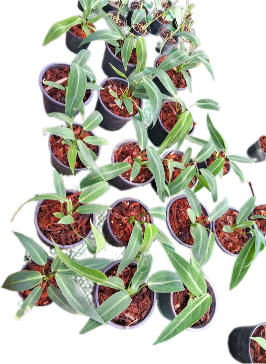 Anthurium Warocqueanum “Queen” Set of 10 Plants 