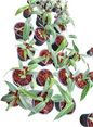 Anthurium Warocqueanum “Queen” Set of 10 Plants 