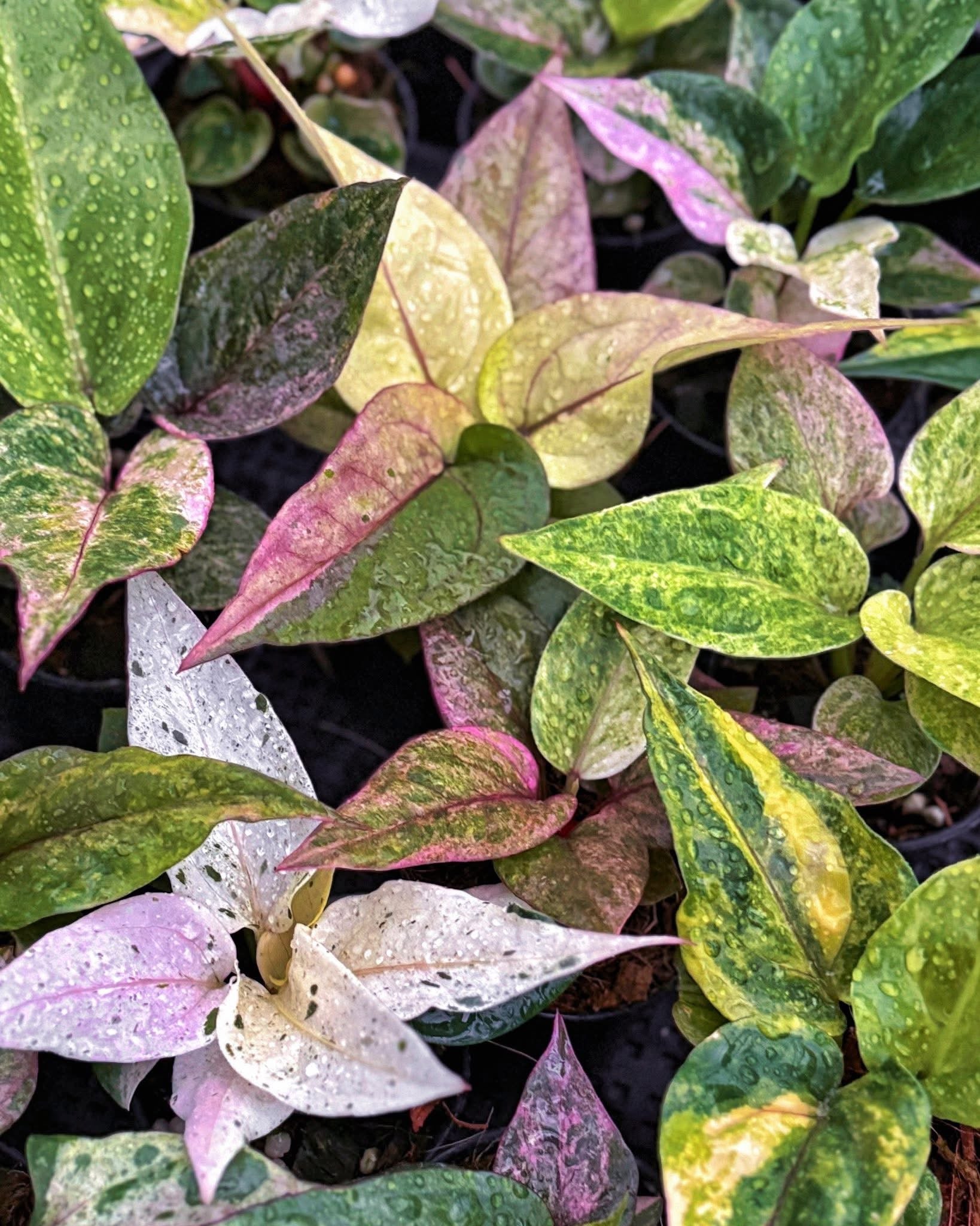 Anthurium Renaissance Variegated (small) (Wholesale Set of 10 Plants)
