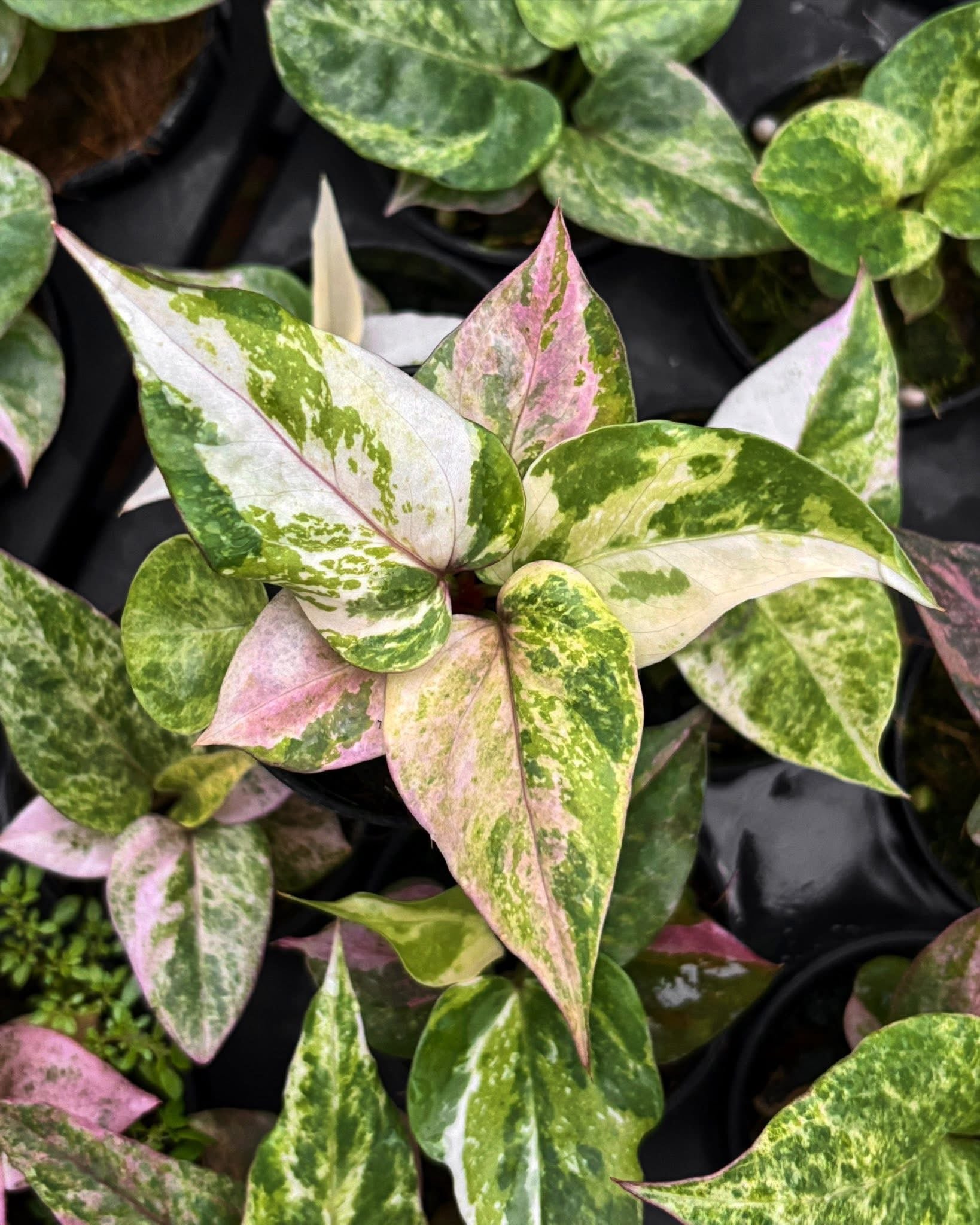 Anthurium Renaissance Variegated (small) (Wholesale Set of 10 Plants)