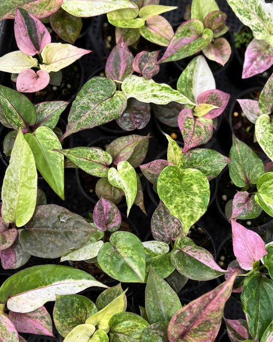 Anthurium Renaissance Variegated (small) (Wholesale Set of 10 Plants)