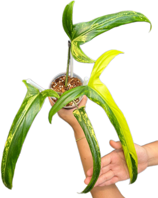 Philodendron holtonianum “Aurea Variegated”