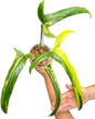 Philodendron holtonianum “Aurea Variegated”