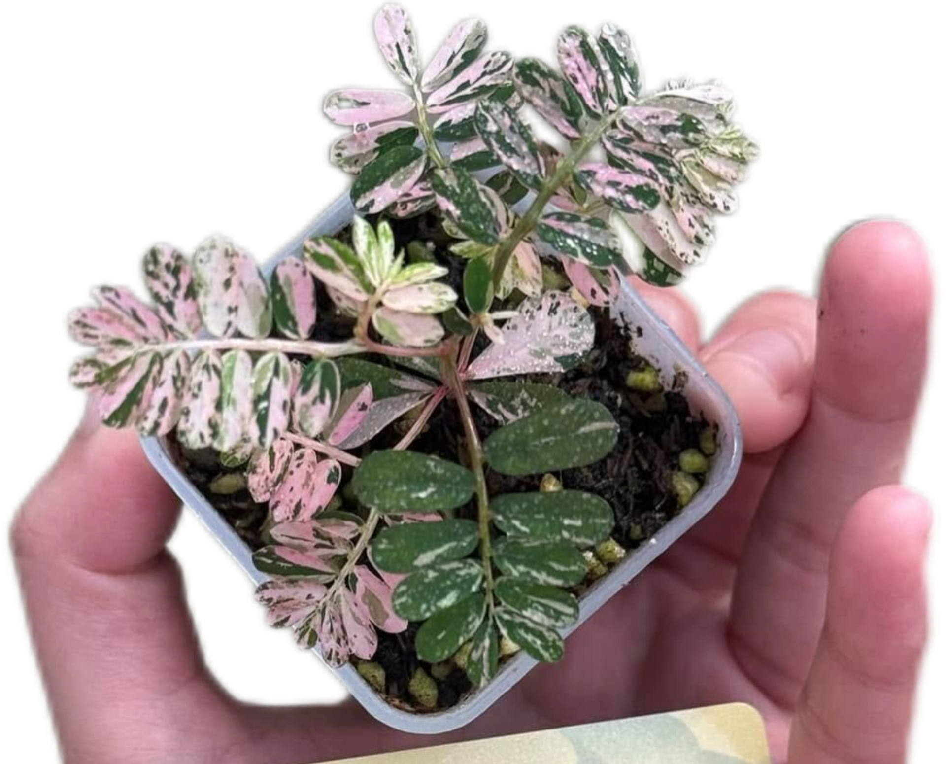Buy Phyllanthus urinaria “Pink Variegata” | Thailand Export