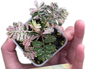Phyllanthus urinaria “Pink Variegata”