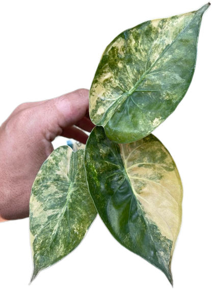Alocasia Wentii “Aurea” Variegated