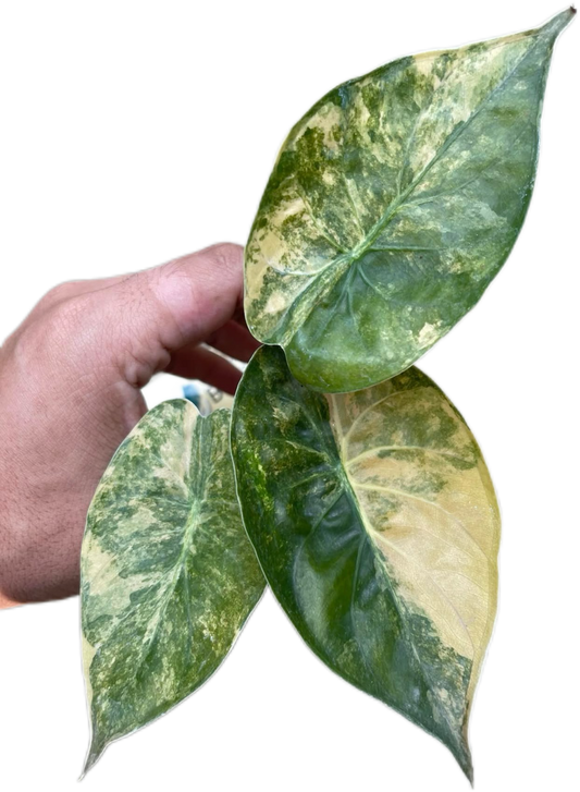 Alocasia Wentii “Aurea” Variegated