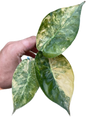 Alocasia Wentii “Aurea” Variegated