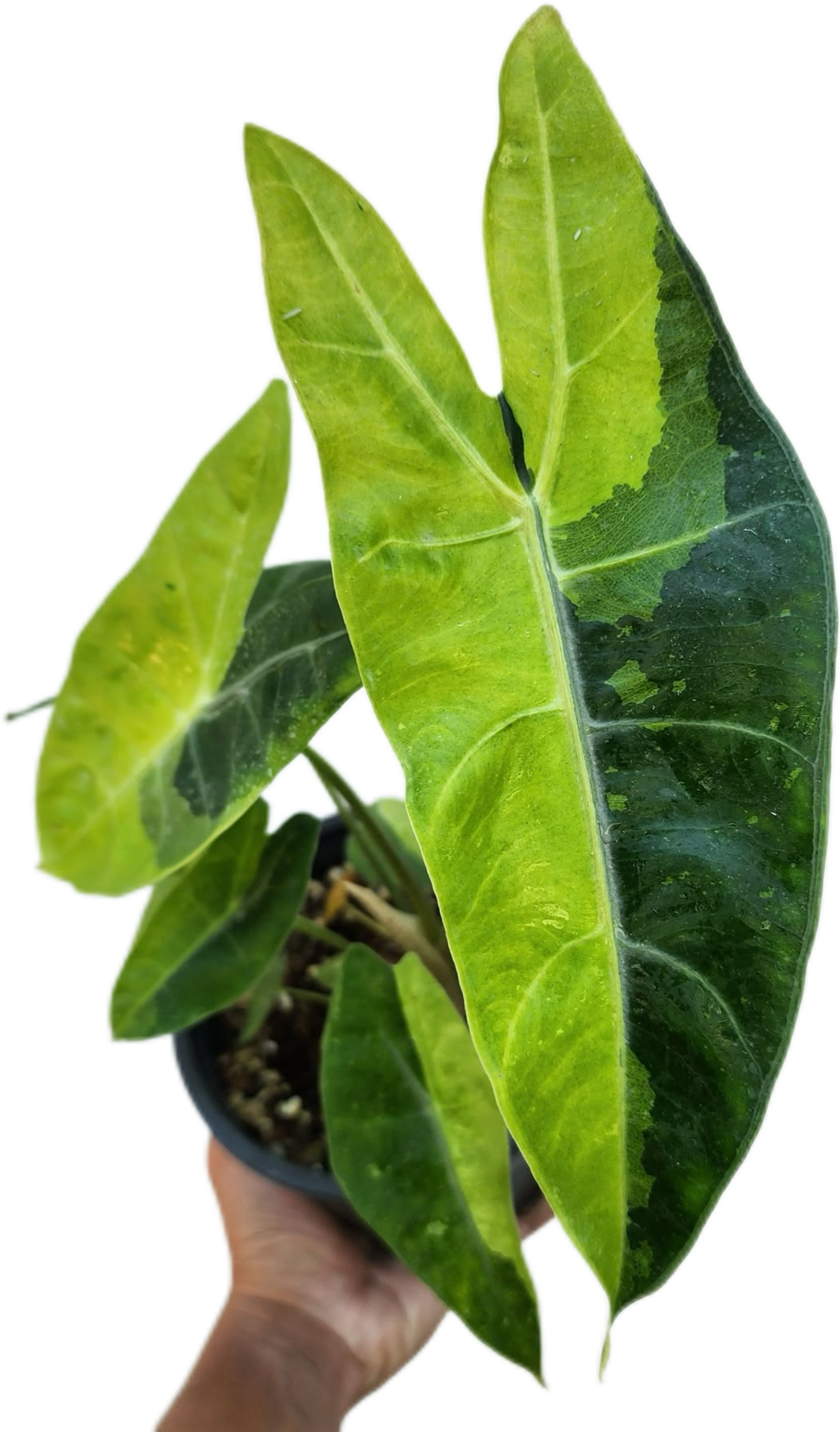 Buy Alocasia Longiloba Aurea Variegated | Thailand Export Buy Alocasia Longiloba Aurea Variegated | Thailand Export