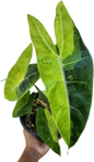 Alocasia Longiloba Aurea Variegated