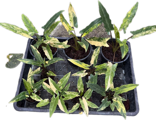 Alocasia Lauterbachiana “Aurea” Variegated