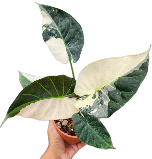 Alocasia Regal Shield “Albo” Variegated