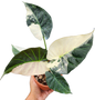Alocasia Regal Shield “Albo” Variegated