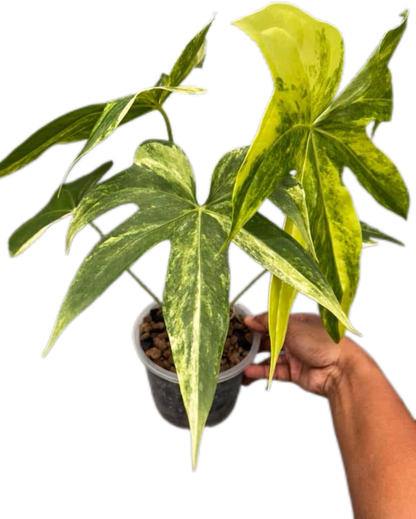 Anthurium pedatorradiatum Variegated