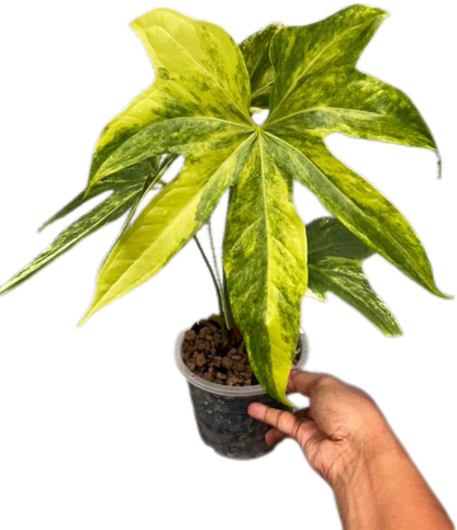 Anthurium pedatorradiatum Variegated