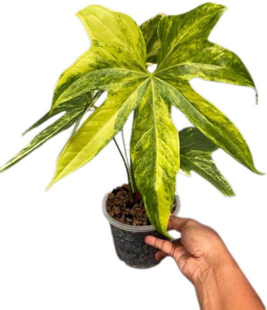 Anthurium pedatorradiatum Variegated