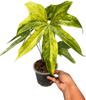 Anthurium pedatorradiatum Variegated