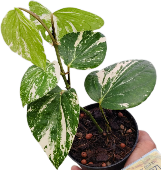 Piper nigrum Variegated