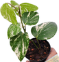 Piper nigrum Variegated