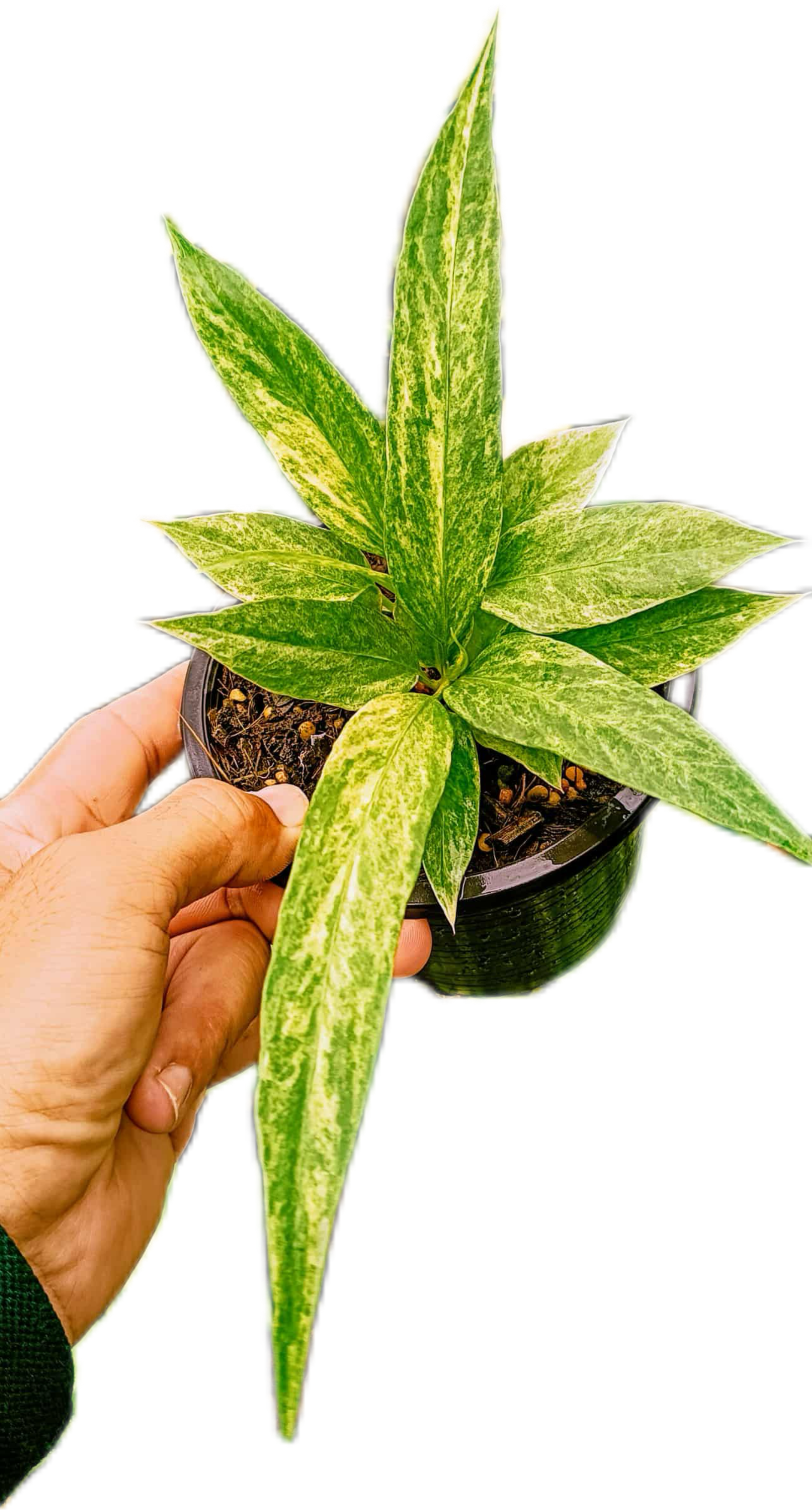 Anthurium Vittarifolium Variegated