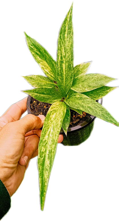 Anthurium Vittarifolium Variegated