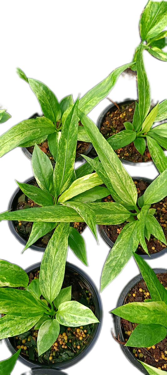 Anthurium Vittarifolium Variegated