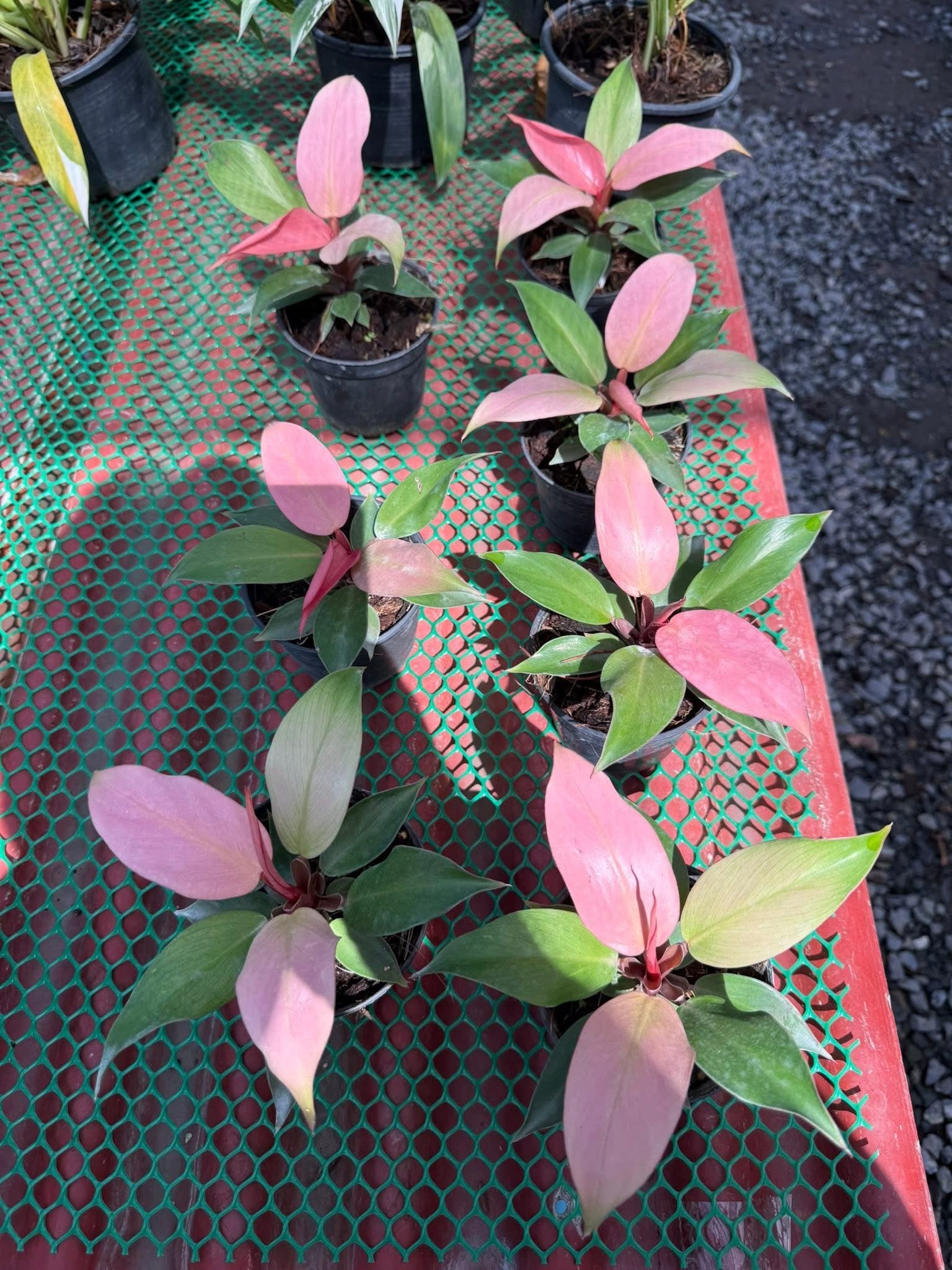 Philodendron Cherry Red Mint Set of 5 Plants