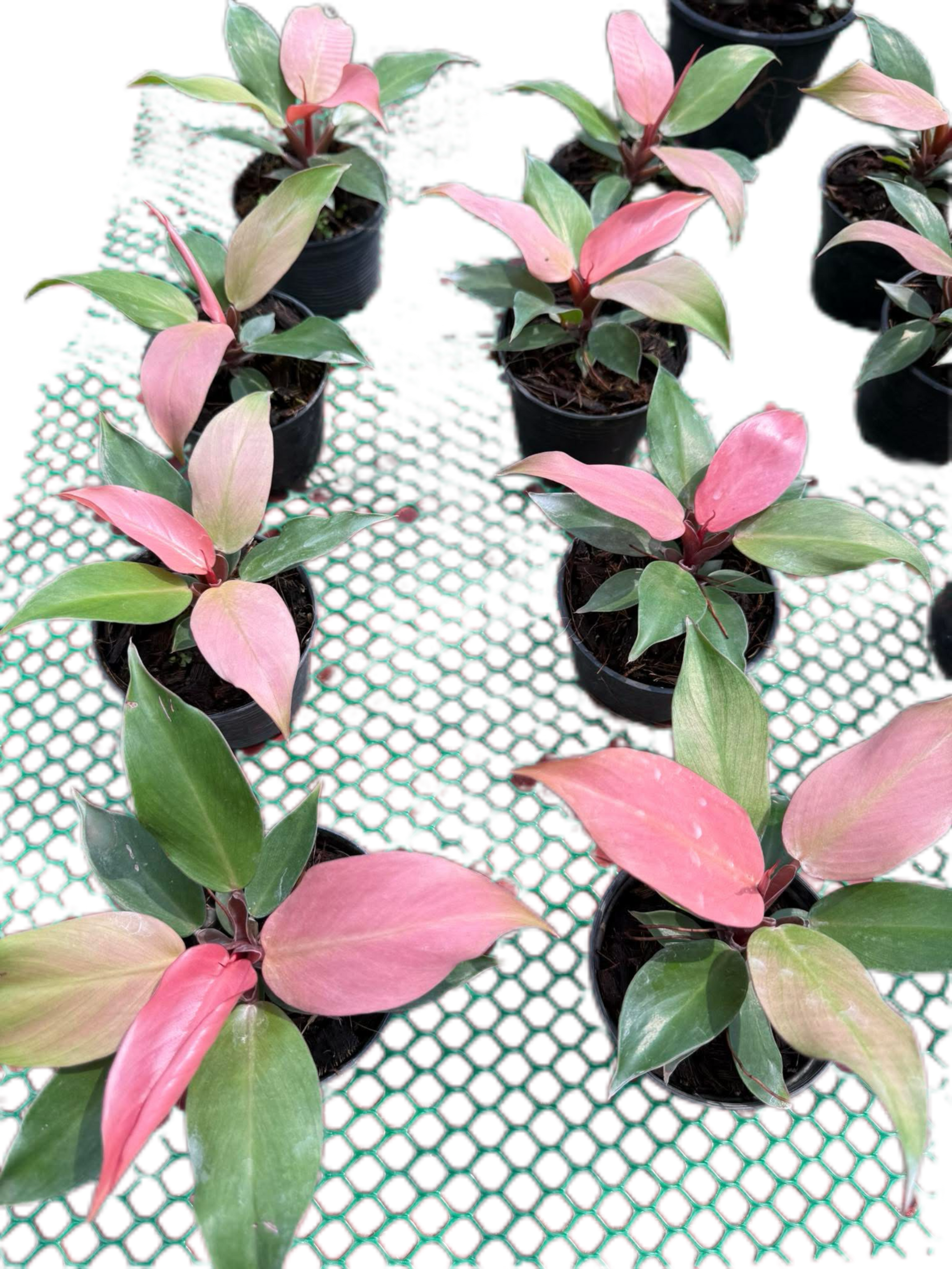 Philodendron Cherry Red Mint Set of 5 Plants