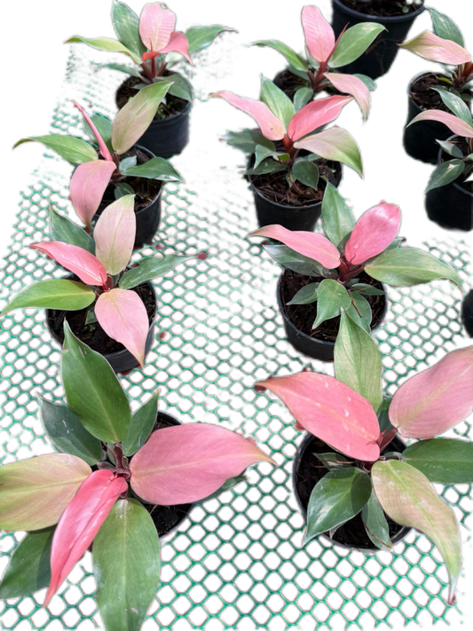Philodendron Cherry Red Mint Set of 5 Plants