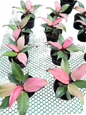 Philodendron Cherry Red Mint Set of 5 Plants